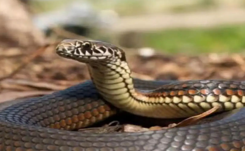 പാമ്പുകടിയേറ്റാൽ മരണം നിഴലിക്കുന്നത് ആശുപത്രിയിലെ പരിമിതികൾ കാരണം; പ്രതിസന്ധി വ്യക്തമാക്കി സർക്കാർ ഡോക്ടർമാർ